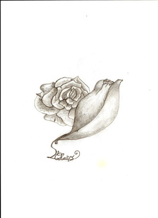lydia chatys, artiste peintre: l'éclosion de la rose en déssin